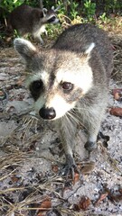 portrait of a raccoon