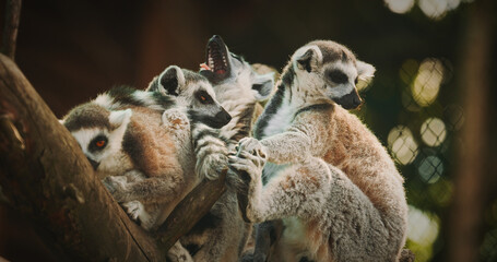 Group of playful lemurs enjoying sunny day outdoors.