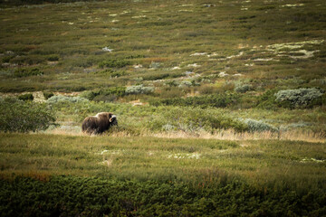 Musk ox at Dovre mountain in Norway