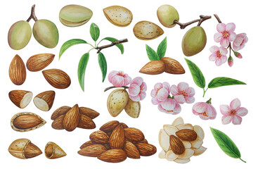 Almond nut, watercolor painting. Almond leaves, almond blossoms. Almond plant. Almond flakes