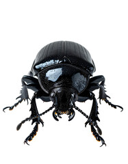 Naklejka premium Black beetle, dorsal view, showcasing segmented body, prominent head, mandibles, and legs against a black background; intricate details visible