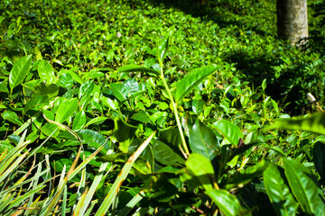 Tea leaves in closeup photo. Fresh Green tea tree leaves in eco herbal farm. Tree tea plantations in morning sunlight. Drinking organic relax heath plant. Green tea trees with two leaves and a bud