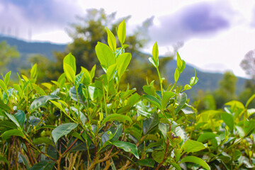 Tea leaves in closeup photo. Fresh Green tea tree leaves in eco herbal farm. Tree tea plantations...