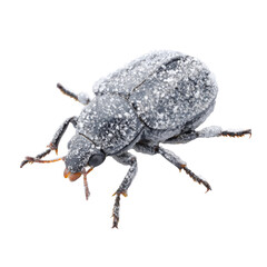 Close-up of a detailed textured insect with a granular surface and visible anatomy against a white background