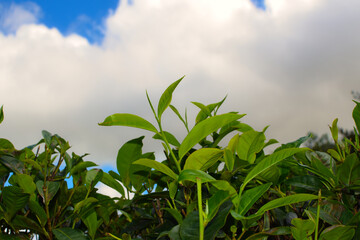 Obraz premium Tea leaves in closeup photo. Fresh Green tea tree leaves in eco herbal farm. Tree tea plantations in morning sunlight. Drinking organic tea relax heath plant. Green tea trees with two leaves and a bud