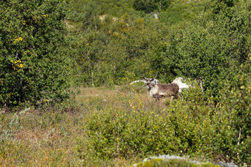 Fototapeta premium reindeer in the tundra