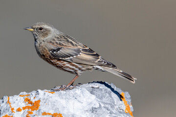 Sordone ( Prunella collaris )