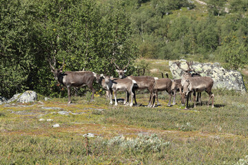 Obraz premium reindeer in the tundra
