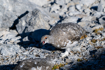 Pernice bianca ( Lagopus muta )