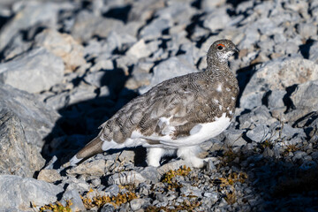 Pernice bianca ( Lagopus muta )