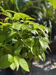 Green basil leaves growing in sunlight, suitable for culinary themes and natural backgrounds