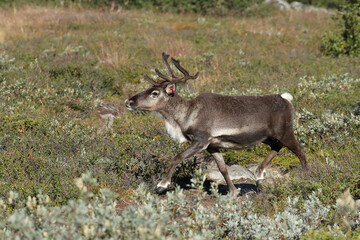 reindeer in the tundra