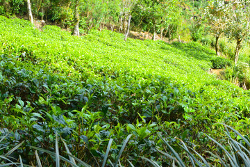 Majestic Landscapes of Sri Lanka. Breathtaking Beauty Capturing the Serene Essence of Nature in Stunning Landscapes. A Journey Through Picturesque Nature Landscapes. The beauty of Nature’s Landscape