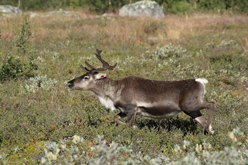 reindeer in the tundra
