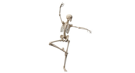 Isolated skeleton in ballet pose, an anatomy skeleton dancing elegantly and theatrically
