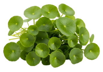 A cluster of vibrant, round leaves displays a lush, healthy green hue against a stark black background.