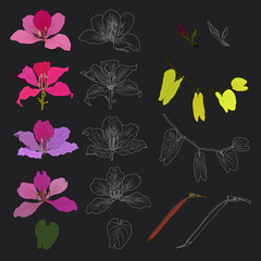 Set bauhinia flowers silhouette. Vector illustration isolated on grey background