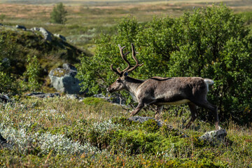 reindeer in the tundra