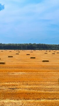 Field with hay bales after harvest. Flight over crop wheat field with stook hay straw bales