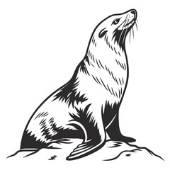 Black and white illustration of a seal sitting on a rock looking upwards with its head tilted