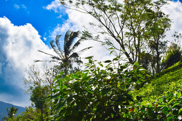 Majestic Landscapes of Sri Lanka. Breathtaking Beauty Capturing the Serene Essence of Nature in Stunning Landscapes. A Journey Through Picturesque Nature Landscapes. The beauty of Nature’s Landscape