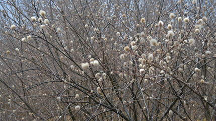 Bare Branches of Willow, sallows and osiers with Fluffy Buds