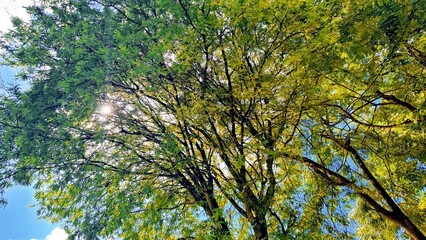 Tree branches from below with sunlight shining through. Treetops seen from a low angle