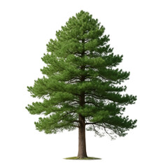 A full green pine tree isolated on transparent background