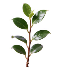Glossy Green Leaf Spray with Transparent Background, 3D Realism Design Element