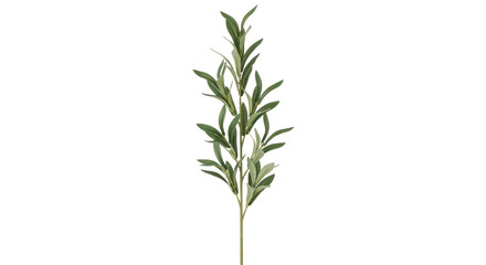 Isolated stem of olive tree leaves for home decoration for wall art projects and printmaking © Sylas