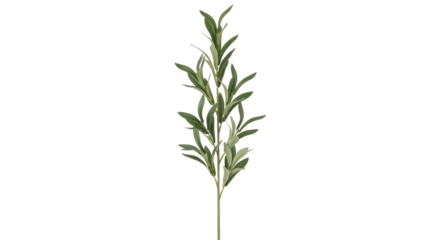 Isolated stem of olive tree leaves for home decoration for wall art projects and printmaking
