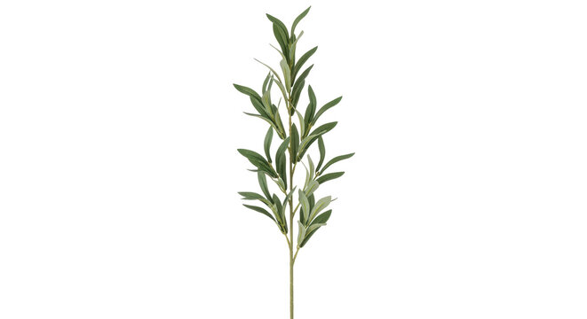Isolated stem of olive tree leaves for home decoration for wall art projects and printmaking