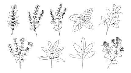 Collection of delicate botanical line drawings of herbs and flowers for artistic design elements silhouette © Pias
