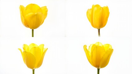 Four yellow tulips on a white background scene motion figure emotion colorful illustration elements cartoonish layers design expression backgrounds movement composition style gesture