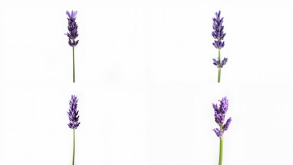 Obraz premium Three purple flowers on a white background expression design backgrounds figure depth composition elements cartoonish layers motion style frame colorful emotion movement gesture scene