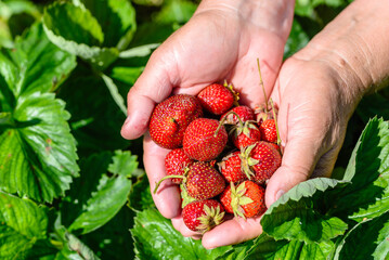 Strawberry. Farmer with harvested strawberries. Farm fresh produce from the garden, organic farming...