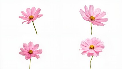 Naklejka premium Three pink flowers on a white background emotion colorful creative composition figure expression movement scene motion cartoonish layers depth gesture design backgrounds illustration