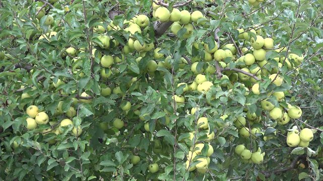 Apple Tree Branches, Red Jonathan, Ecological Fruits Orchard, Autumn Harvest 4K