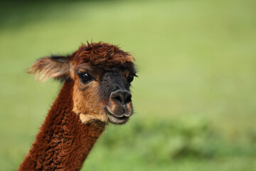 Fototapeta premium Alpaca portrait