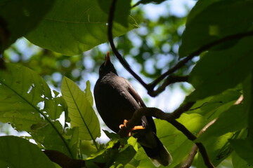 photo of a bird perched on a tree branch at the zoo
