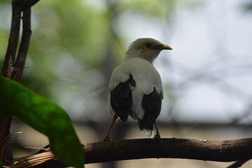 photo of a bird perched on a tree branch at the zoo