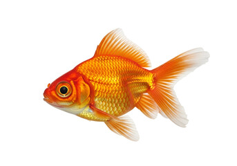 Vibrant orange and gold fish, with detailed scales, features a simple black background.