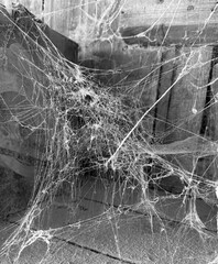 A room abandoned by man, covered with a layer of dust, cobwebs and flies
