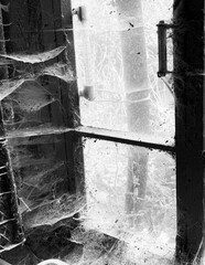 A room abandoned by man, covered with a layer of dust, cobwebs and flies