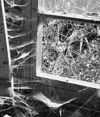 A room abandoned by man, covered with a layer of dust, cobwebs and flies