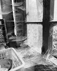 A room abandoned by man, covered with a layer of dust, cobwebs and flies