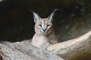Naklejka premium photo of a caracal in its cage at the zoo