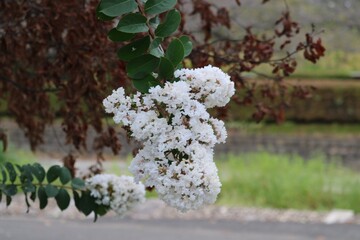 白いサルスベリの花　秋の公園