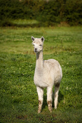 Fototapeta premium alpaca on a meadow
