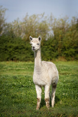 alpaca on a meadow